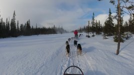 Dogsledding near Umnaes