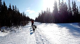 Dogsledding near Umnaes