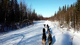 Dog sledding