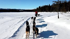 Dogsledding near Umnaes