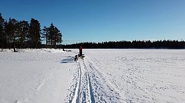 Dogsledding near Umnaes