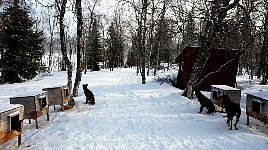 Dog houses in Viktoriakyrkan