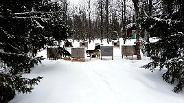 Dog houses in Viktoriakyrkan