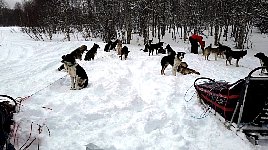 Ammarnaes dog camp with deep snow