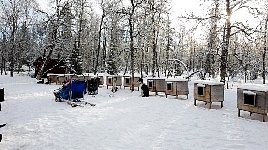 Dog houses in Viktoriakyrkan