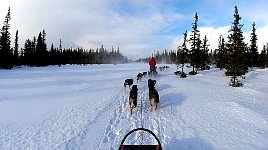 Dogsledding near Umnaes