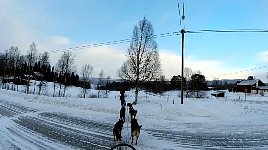 Crossing a street on dog sled