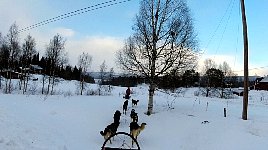 Crossing a street on dog sled