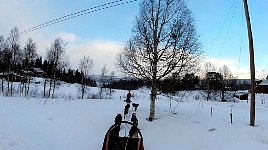 Crossing a street on dog sled