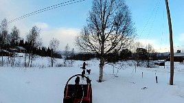 Crossing a street on dog sled