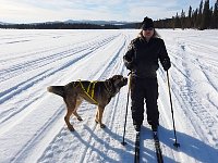 Dog checking on my skiing skills