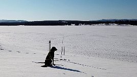 Herkules watching the skis