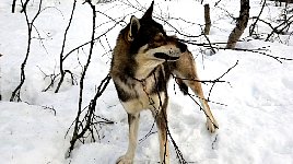 Dog chewing on tree branch