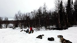 Dogs at Aktse