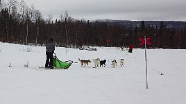 Other dog sledding tour leaving