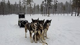 Gus and Nenana and Bettan