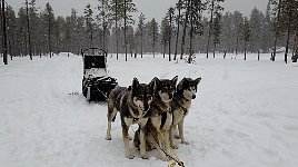 Gus and Nenana and Bettan