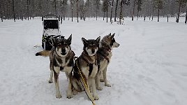 Gus and Nenana and Bettan