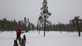 Forest near second camp spot