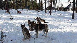 Dogs in Arrenjarka during the morning