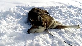 Dog relaxing at Aktse