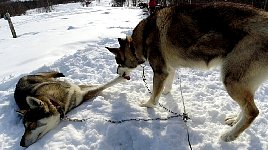 Dog relaxing at Aktse