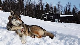 Dog relaxing at Aktse