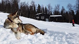 Dog relaxing at Aktse