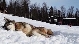 Dog relaxing at Aktse