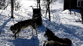 Dog chewing on tree