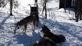 Dog chewing on tree