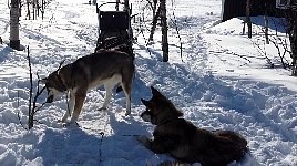 Dog chewing on tree