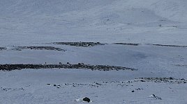 Reindeer near Saltoluokta