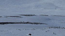 Reindeer near Saltoluokta