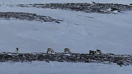 Reindeer near Saltoluokta