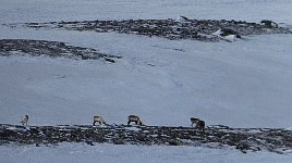 Reindeer near Saltoluokta