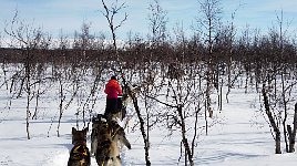 Sled stuck at tree