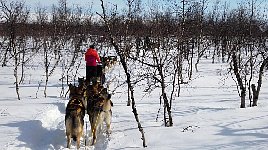 Sled stuck at tree