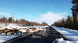 Reindeer on road