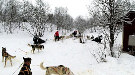 Dogs at Saltolukta