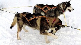 Dogs at Aktse