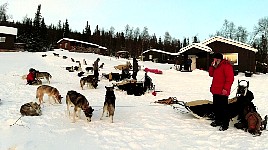 Dogs at Aktse