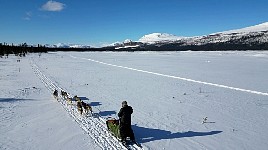 Driving a dog sled over a lake