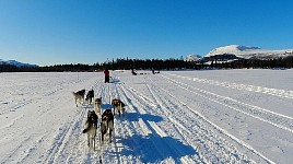 Badly aligned dog team