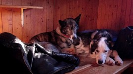 Dogs in Parte cabin