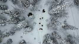 Tent and sled and dogs