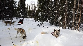 Homy in his snow hole