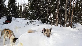 Homy in his snow hole