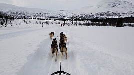 Not two rows of dogs