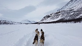 Two rows of dogs